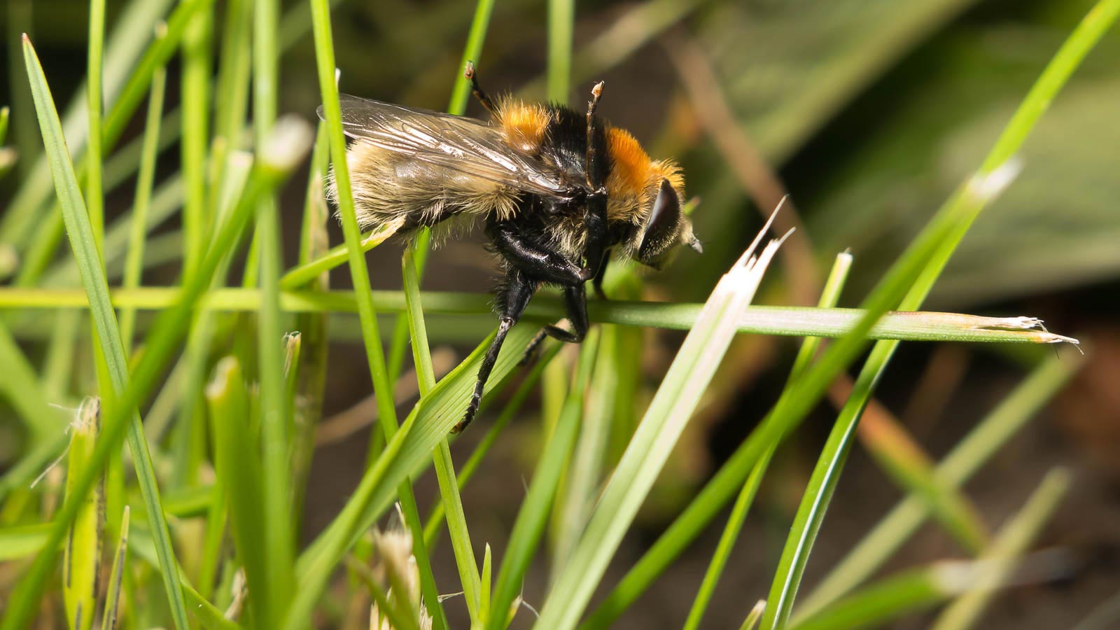 Bumblebee raising its hind legs on a blade of grass
