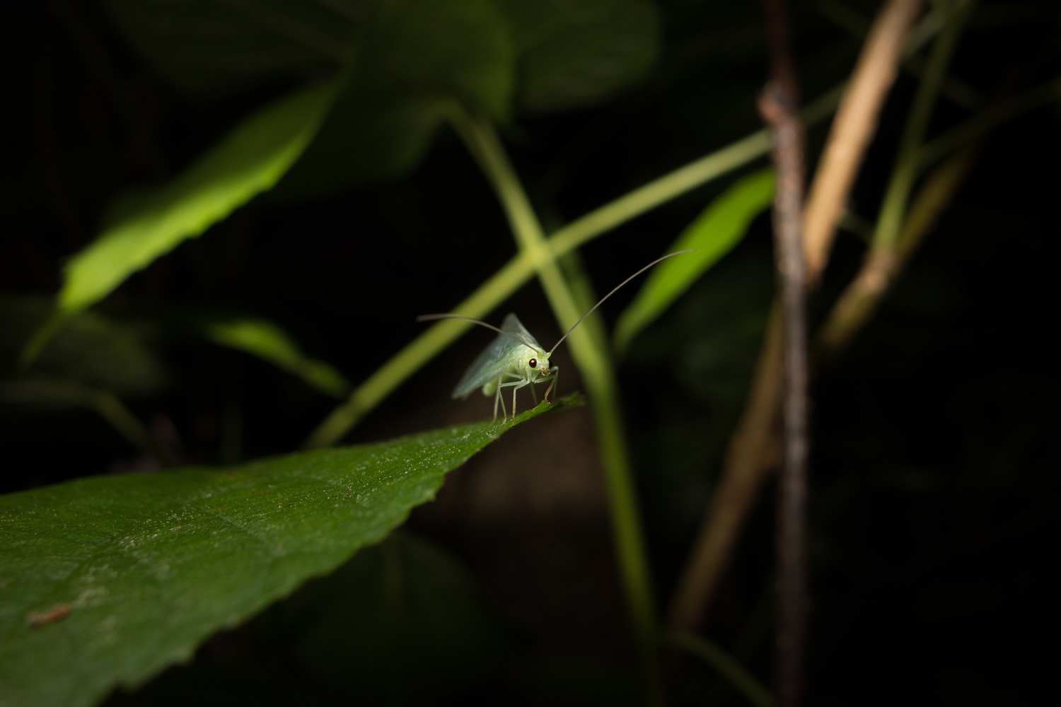 Green lacewing, Nineta flava on a leaf