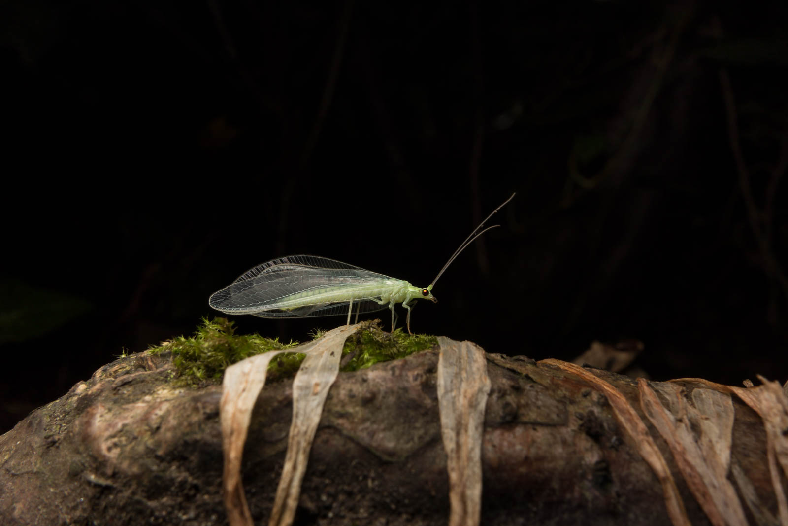Green lacewing, Nineta flava on an exposed tree root