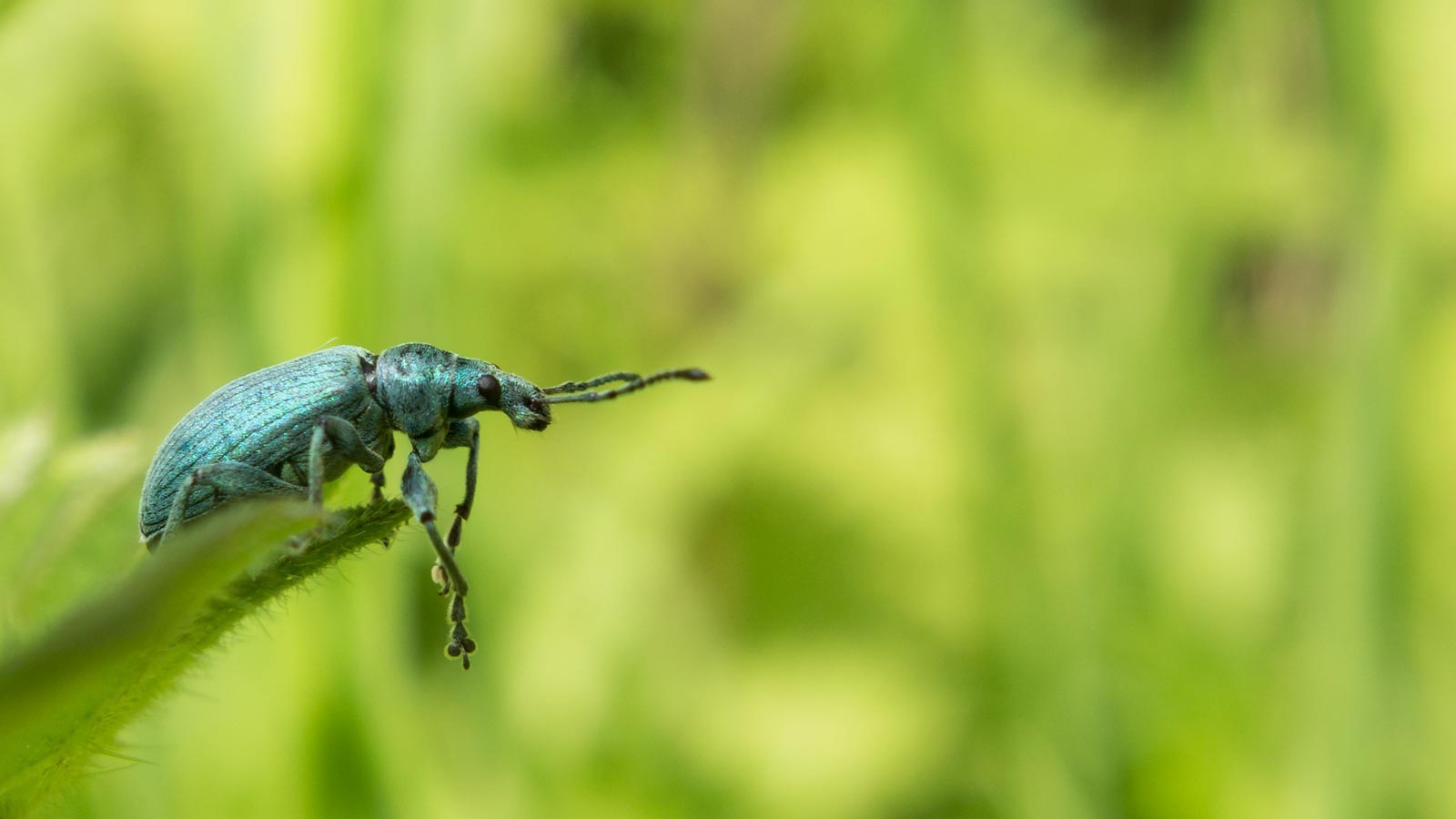A Green Nettle Weevil rest on a Nettle leaf