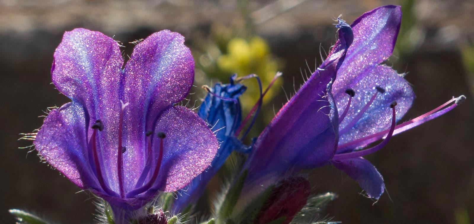Close-up of Purple Viper Bugloss - Echium plantagineum in the sunshine
