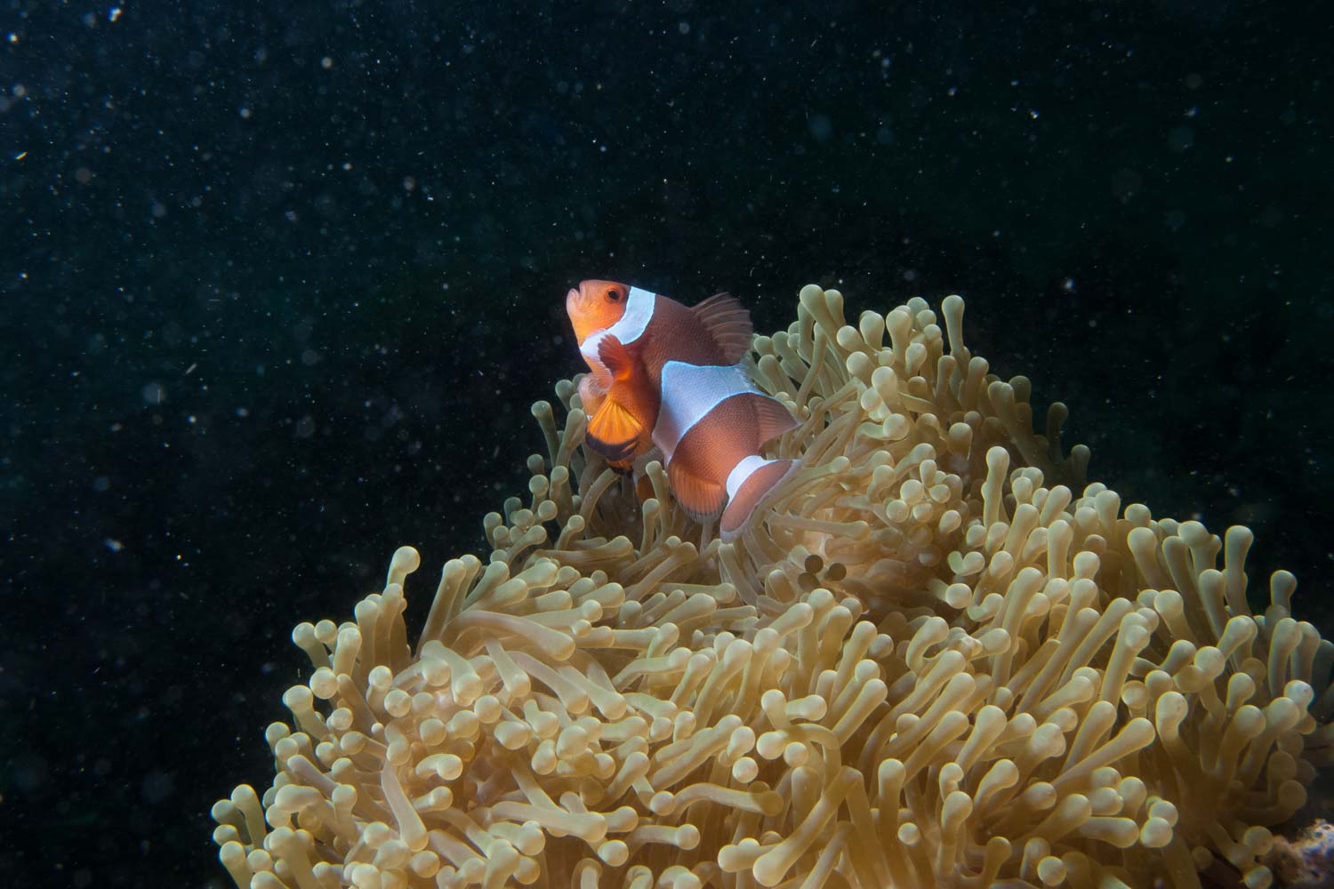 Western clown anemonefish - Amphiprion ocellaris on its host magnificent anemone - Heteractis magnifica, Koh Lipe, Thaialand