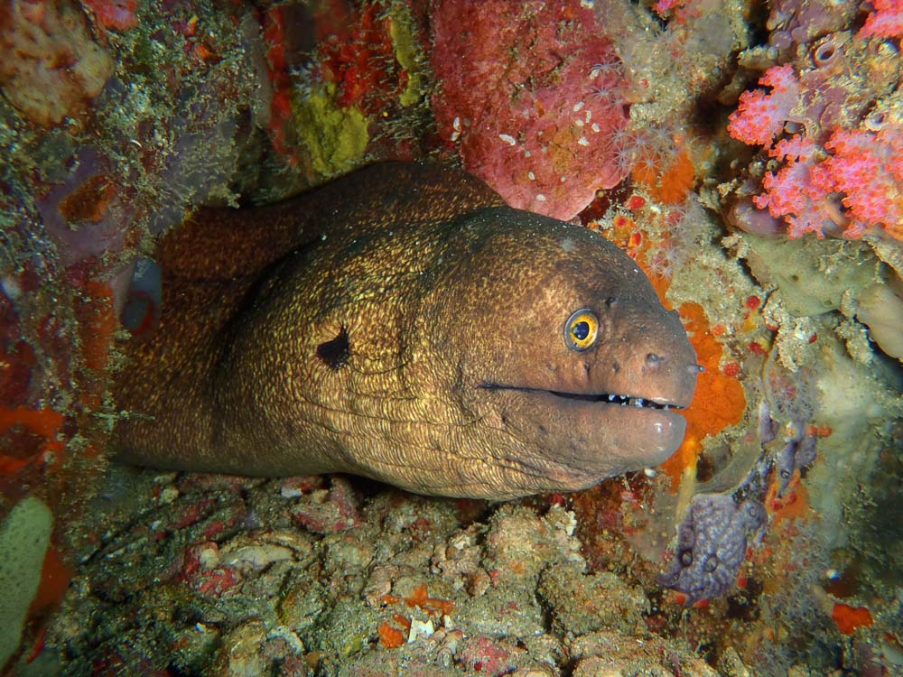 Yellow Edged Moray - Gymnothorax flavimarginatus peering out a cave against a back drop of corals and sponges, Koh Adang, Thailand