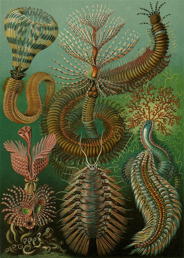 Plate 96 from Art Forms in Nature (Kunstformen der Natur), Ernst Haeckel, 1904. Chaetapoda: polychaeta, (Borstenwürmer). Sabella spectabilis; Serpula contortuplicata; Spirographis spallanzanii; Terebella emmalina; Eunice magnifica; Hermione hystricella; Chloëia euglochis.