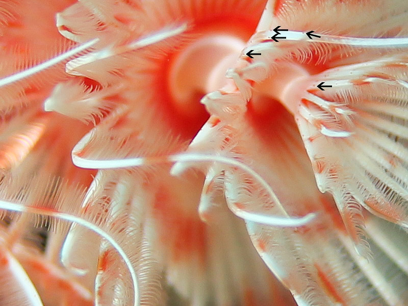 Detail of feeding appendages feather-like structure and compound paired radiolar eyes