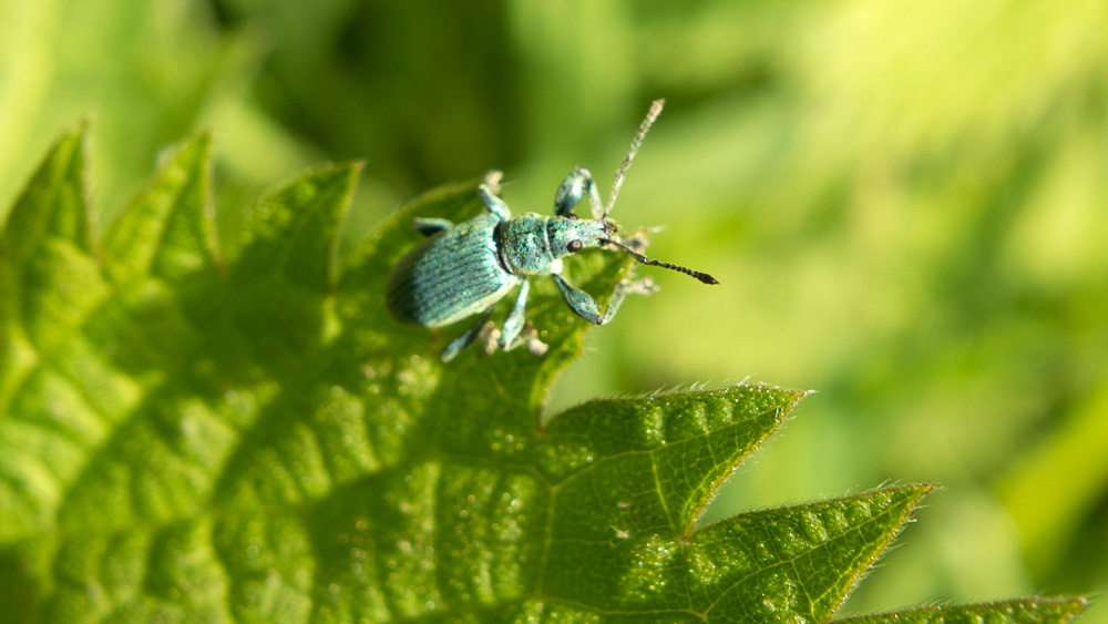 A Green Nettle Weevil (Phyllobius pomaceus) rests on a nettle leaf