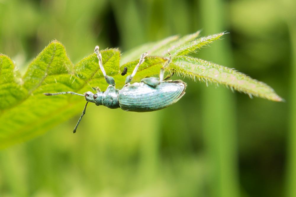 A Green Nettle Weevil (Phyllobius pomaceus) rests on a nettle leaf