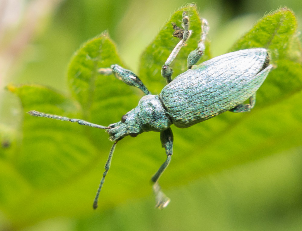 A Green Nettle Weevil (Phyllobius pomaceus) rests on a nettle leaf