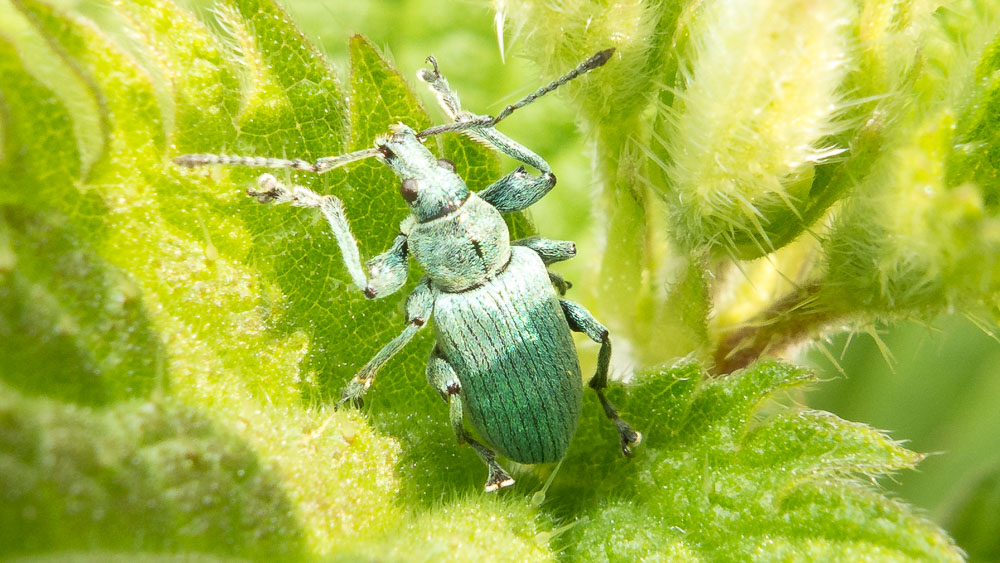 A Green Nettle Weevil (Phyllobius pomaceus) rests on a nettle leaf