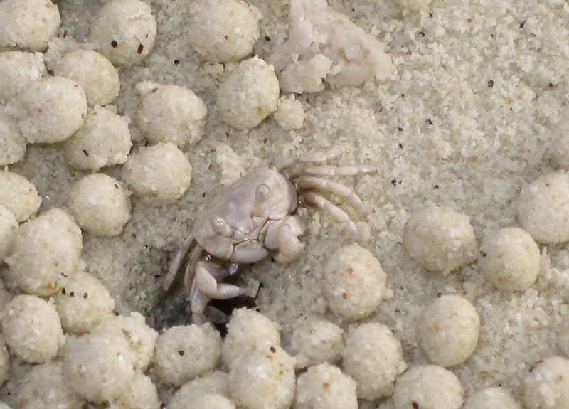 Sand bubbler crab amongst balls of sand cleaned for food