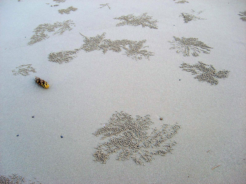 Patches of sand balls cleaned of organic material