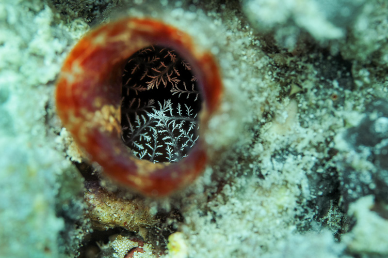 Tubeworm with feeding appendages retracted and no operculum