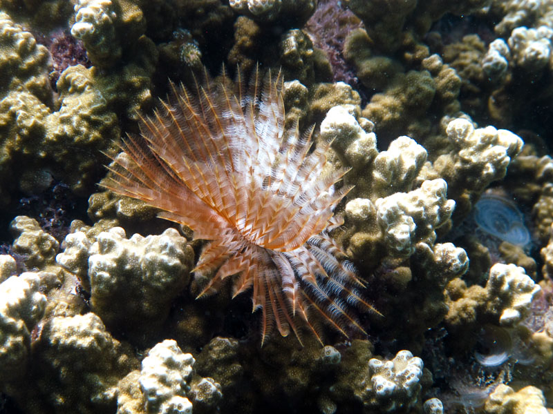 Tubeworm competing for space with coral