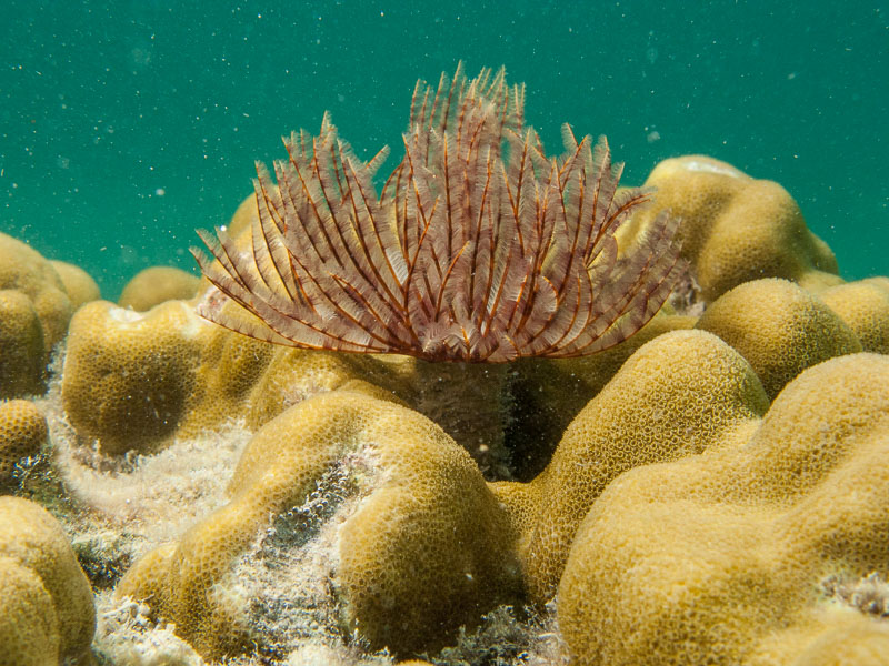 Tubeworm showing feeding appendages extended and tube, Koh Lipe, Thailand.